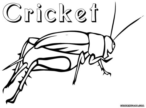 Each team takes turns at batting in an. Cricket Coloring Pages - Kidsuki