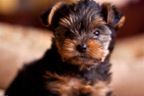 Puppy Yorkie Wallpapers Wallpaper Cave