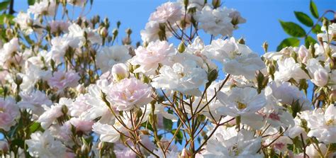 Come dice il nome, la wisteria sinensis è di origine cinese, . Informazione: Fiore A Grappolo Dal Caratteristico Colore Lilla