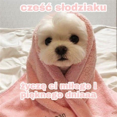 Słodkie Pieski Miłego Dnia Cute Memes Cute Pictures Cute Texts