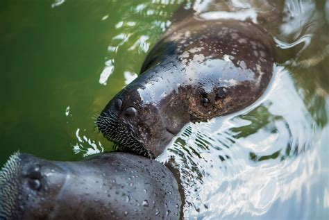 Manatees in the Amazon River and the Manatee Rescue Center ...