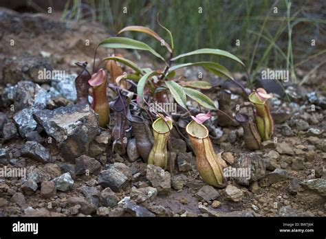Tropical Pitcher Plant San Diego Zoo Animals Plants 60 Off