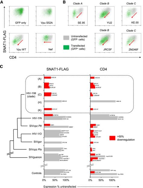 Cell Surface Proteomic Map Of HIV Infection Reveals Antagonism Of Amino