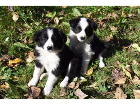 Border Collie Australian Shepherd Mix Puppies Apple Valley Puppies