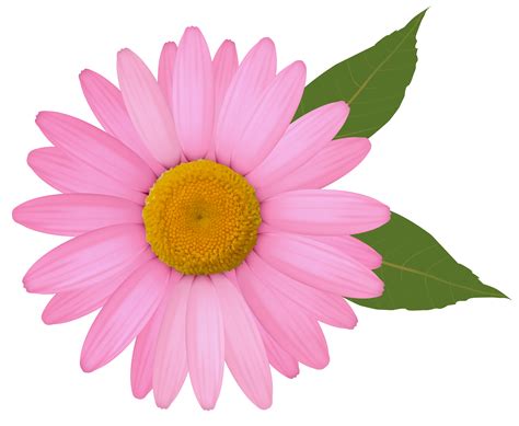 Pink Daisy Flower Clipart Clip Art Library
