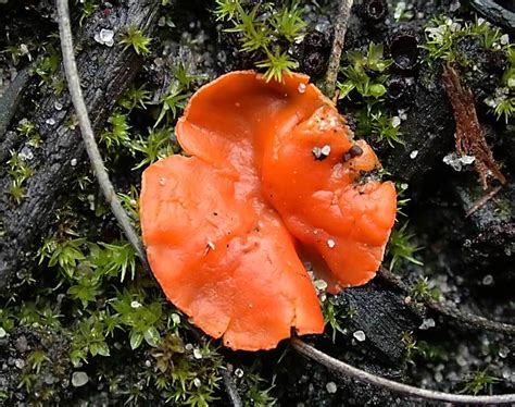 Orange Peel Fungus Media Encyclopedia Of Life
