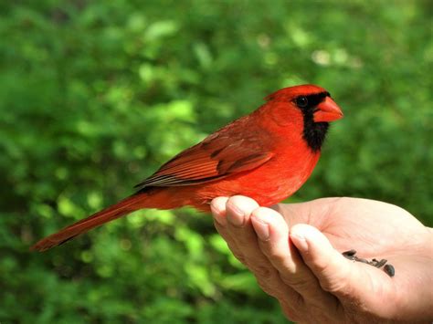 Pin By Tiffy Angel On Cardinal Wild Birds Beautiful Birds Cardinal