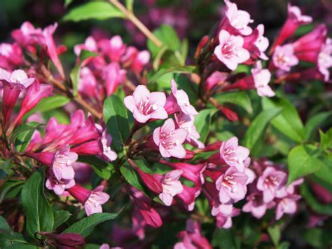From classic garden staples like rhododendron to more unique options like spirea, you're sure to find the right flowering shrub for your landscape. Shrub With Pink Flowers : Zone 5 Flowering Shrubs Choosing ...