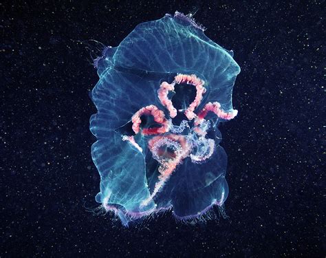 Alexander Semenovs Captivating Jellyfish Photography Art Sheep
