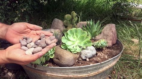Como Hacer Un Mini Jardín De Suculentas Y Cactus Huerto En Casa