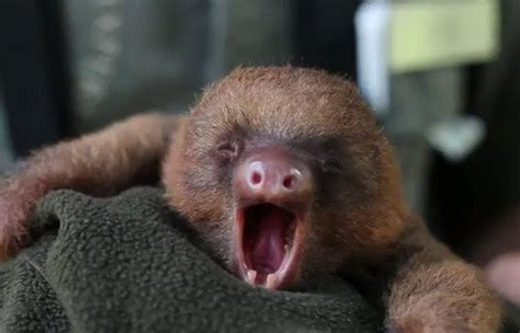 Viral Video Adorable Baby Sloth Yawns