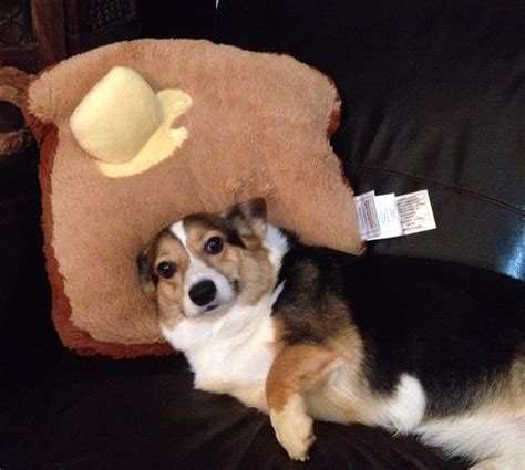 Get a eyebleach mug for your barber jovana. I'm new to r/Eyebleach. Does a Corgi on toast work ...