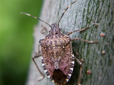 Stink Bugs In Wa How To Stop Them Before They Smell Up Your Home