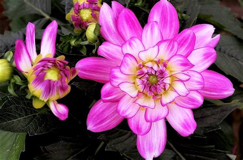 Big Bright Flower Pentax User Photo Gallery