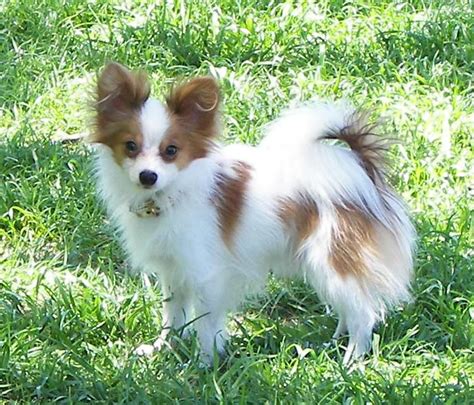 Papillon Dog Breed Pictures Information Temperament