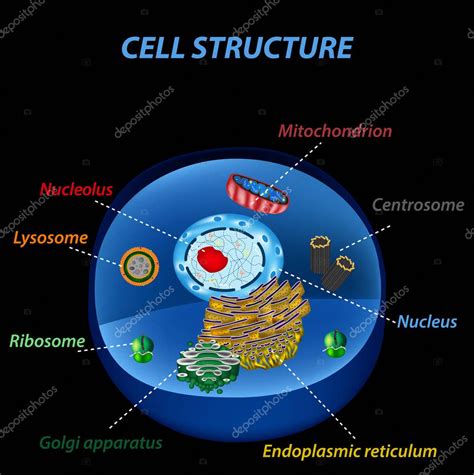 Estructura De Las Células Humanas Orgánulos Núcleo Central Retículo