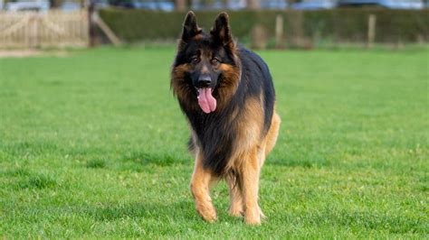 King Shepherd Dog Breed Characteristics And Care