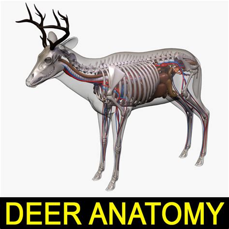 Deer Anatomy Model