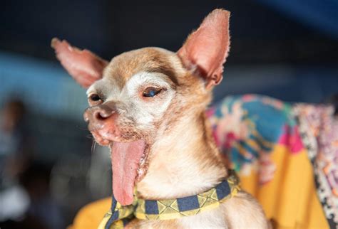 Worlds Ugliest Dog Contest For 2019 Adopted From Compton