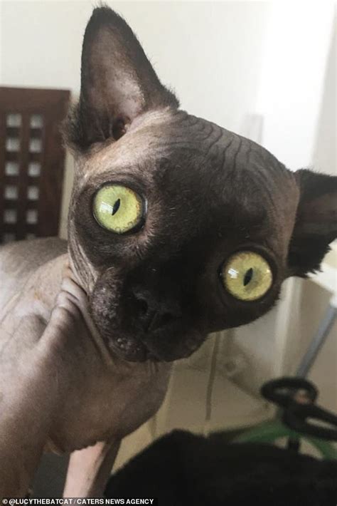 Cat That Looks Like A Bat Due To A Condition Counts 22000 Followers On