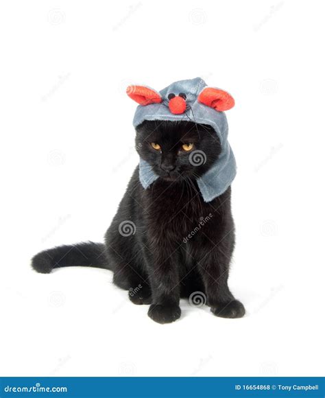 Black Cat With Mouse Hat Stock Photo Image Of Black 16654868