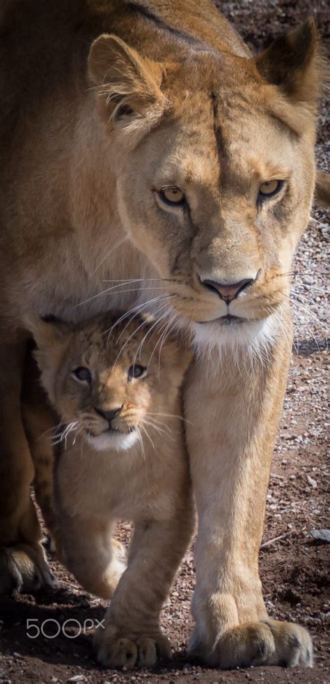 Pin By Chary Escobar On Diseño Lioness And Cubs Animals Baby Animals