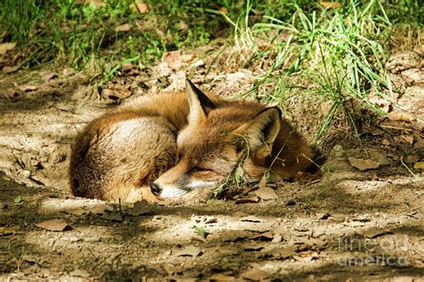 Adult Red Fox Resting Photograph By Brian Gadsbyscience Photo Library