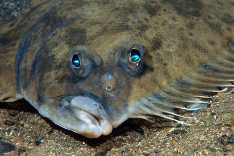 √ Flat Fish With Eyes On One Side Fischlexikon