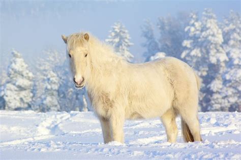 Welcome To Animal Cognizance Animals Living Through Winter Horses In