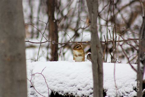 Chipmunk In Winter No1 Photograph By Rl Clough