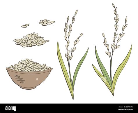 Rice Plant Hand Stock Vector Images Alamy