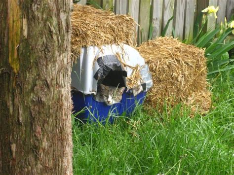 How To Keep Feral And Outdoor Cats Warm And Safe In Winter Pethelpful