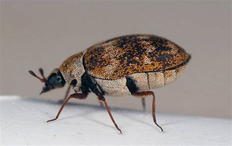 Beetle Facts Go Forth Pest Control