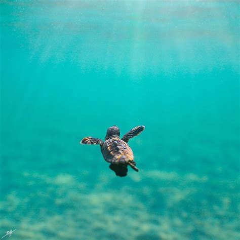 Baby Turtle Swimming