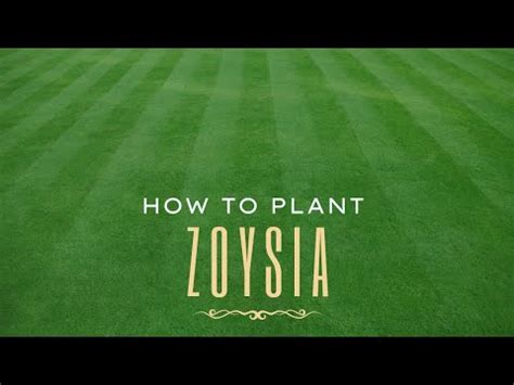 How To Plant Zoysia The Step By Step Guide To Plugs Youtube