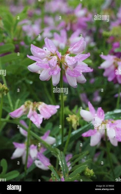 Coronilla Varia Crown Vetch Wild Plant Shot In Summer Stock Photo Alamy