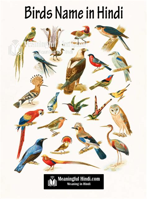Birds Name In Hindi And English पक्षियों के नाम हिन्दी में A To Z List