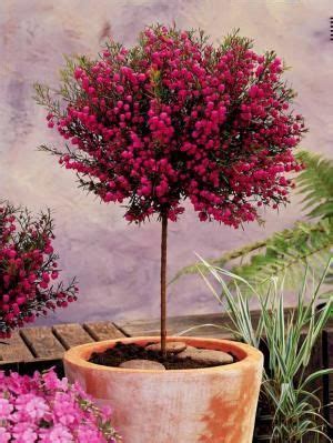 Photo Boronia sur tige | Arbuste en pot, Arbuste sur tige, Jardins