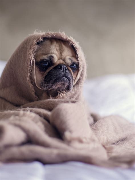 Fawn Pug Wallpaper 4k Sad Innocent Adorable Blanket
