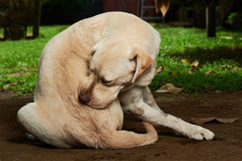 Common Causes Of Dog Itchy Skin Canna Pet