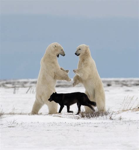 Photoshop Battles Psbattle Two Polar Bears Fighting Behind A Wolf
