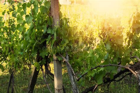 Grapes Growing In A Vineyard On A Sunny Daysummer Season Stock Photo