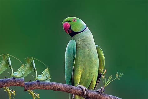 Learn The Interesting World Of The Beautiful Rose Ringed Parakeet With