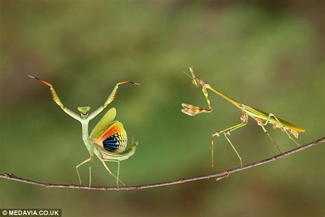 Praying Mantis Pictured Gyrating To Attract Mate Wholl Later Bite Head
