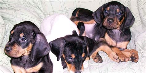 Austrian Black And Tan Hound Info Temperament Puppies Pictures