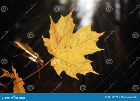 Sunray Yellow Maple Leaf Stock Image Image Of Branch 33155773