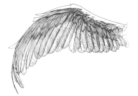 Angel Wings Tattoo Sketch At Explore Collection Of