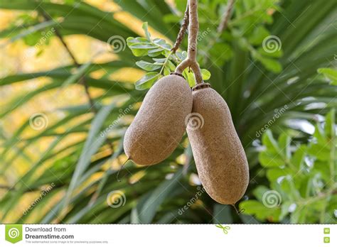 Closeup Fruit Of Sausage Tree Kigelia Growing In