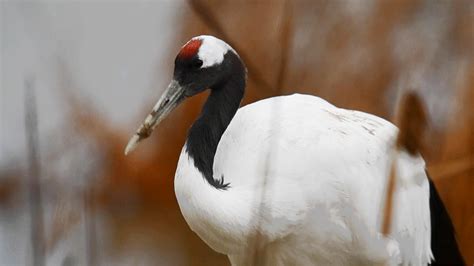 Red Crowned Cranes And Other Migratory Birds Flock To East China Cgtn