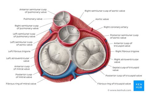 Heart Valve Anatomy Anatomical Charts Posters